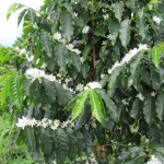 202002 flower2.jpg